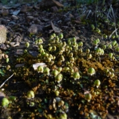 Asterella drummondii at Queanbeyan West, NSW - 13 Sep 2021