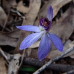 Cyanicula caerulea (Blue Fingers, Blue Fairies) at Bicentennial Park - 13 Sep 2021 by Paul4K