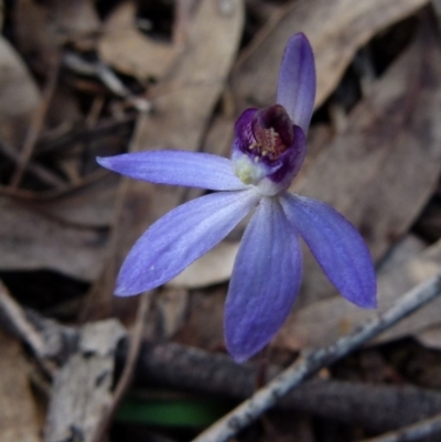 Cyanicula caerulea (Blue Fingers, Blue Fairies) at Queanbeyan West, NSW - 13 Sep 2021 by Paul4K