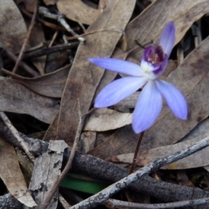 Cyanicula caerulea at Queanbeyan West, NSW - 14 Sep 2021