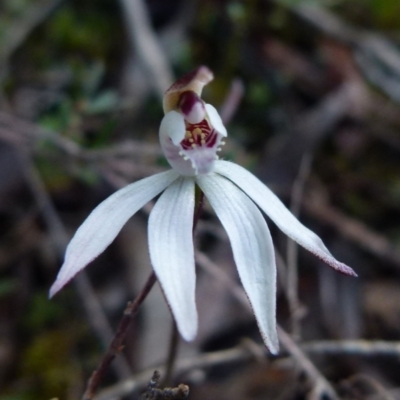 Caladenia fuscata (Dusky Fingers) at Bicentennial Park - 13 Sep 2021 by Paul4K