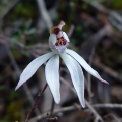 Caladenia fuscata (Dusky fingers) at Queanbeyan West, NSW - 13 Sep 2021 by Paul4K