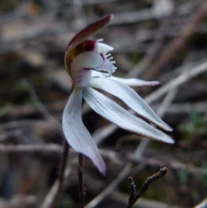 Caladenia fuscata at Queanbeyan West, NSW - 14 Sep 2021