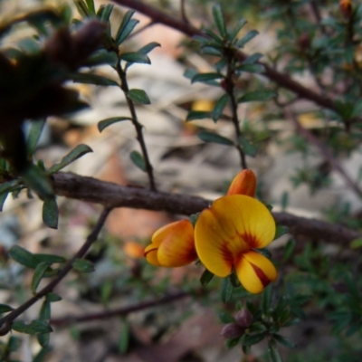 Pultenaea microphylla (Egg and Bacon Pea) at Queanbeyan West, NSW - 13 Sep 2021 by Paul4K