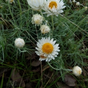 Leucochrysum albicans subsp. tricolor at Queanbeyan West, NSW - 14 Sep 2021