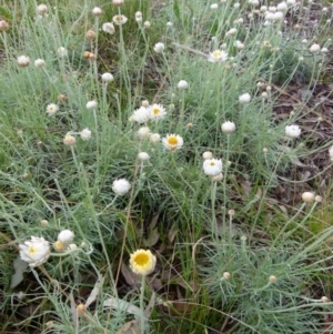 Leucochrysum albicans subsp. tricolor at Queanbeyan West, NSW - 14 Sep 2021