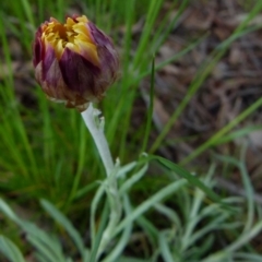 Leucochrysum albicans subsp. tricolor at Queanbeyan West, NSW - 14 Sep 2021