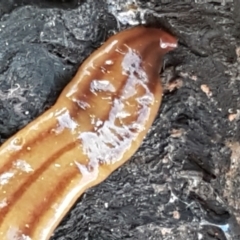 Anzoplana trilineata (A Flatworm) at Ginninderry Conservation Corridor - 16 Sep 2021 by trevorpreston