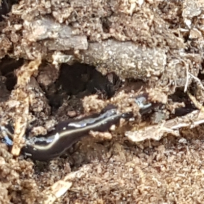 Caenoplana coerulea (Blue Planarian, Blue Garden Flatworm) at Ginninderry Conservation Corridor - 16 Sep 2021 by trevorpreston