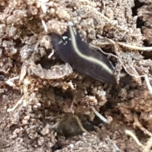 Caenoplana coerulea at Holt, ACT - 16 Sep 2021