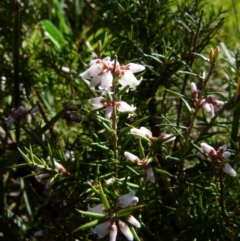 Lissanthe strigosa subsp. subulata (Peach Heath) at Queanbeyan West, NSW - 15 Sep 2021 by Paul4K