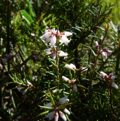 Lissanthe strigosa subsp. subulata (Peach Heath) at Bicentennial Park - 15 Sep 2021 by Paul4K