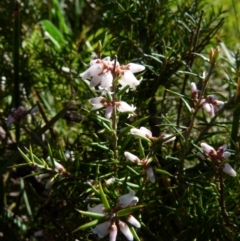 Lissanthe strigosa subsp. subulata (Peach Heath) at Bicentennial Park Queanbeyan - 15 Sep 2021 by Paul4K