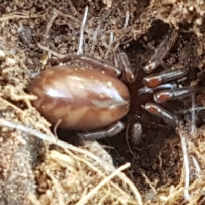 Intruda signata (Ground spider) at Strathnairn, ACT - 16 Sep 2021 by trevorpreston