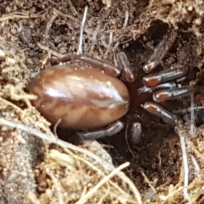 Storosa obscura at Ginninderry Conservation Corridor - 16 Sep 2021 by trevorpreston