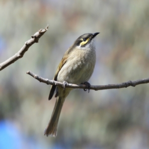 Caligavis chrysops at Kambah, ACT - 16 Sep 2021