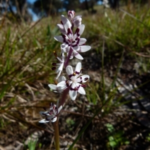 Wurmbea dioica subsp. dioica at Queanbeyan West, NSW - 16 Sep 2021