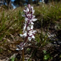 Wurmbea dioica subsp. dioica (Early Nancy) at Queanbeyan West, NSW - 15 Sep 2021 by Paul4K