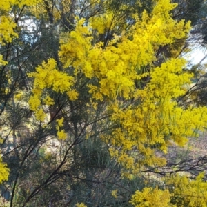 Acacia boormanii at O'Malley, ACT - 16 Sep 2021 03:57 PM