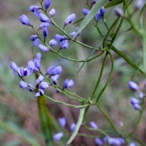 Comesperma volubile at Berrima, NSW - 16 Sep 2021