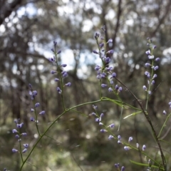 Comesperma volubile at Berrima, NSW - 16 Sep 2021 02:54 PM