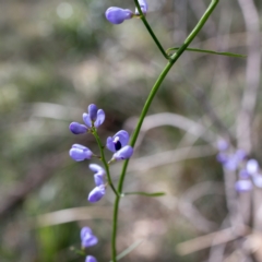 Comesperma volubile at Berrima, NSW - 16 Sep 2021