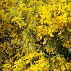 Acacia vestita (Hairy Wattle) at Symonston, ACT - 22 Aug 2021 by CCMB