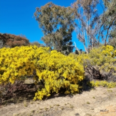 Acacia vestita at Symonston, ACT - 22 Aug 2021