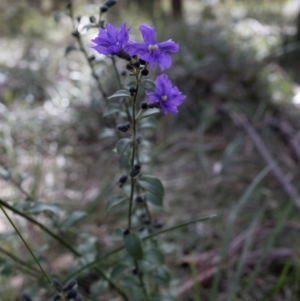 Dampiera purpurea at Berrima, NSW - 16 Sep 2021 02:59 PM