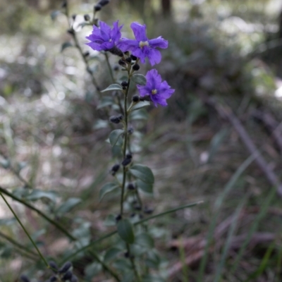 Dampiera purpurea (Purple Dampiera) at Berrima - 16 Sep 2021 by Boobook38