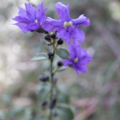 Dampiera purpurea at Berrima, NSW - 16 Sep 2021 02:59 PM