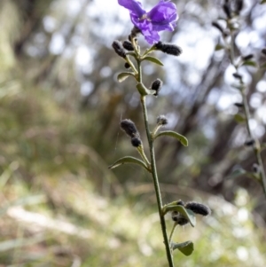 Dampiera purpurea at Berrima, NSW - 16 Sep 2021 02:59 PM