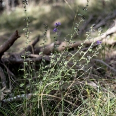 Dampiera purpurea at Berrima, NSW - 16 Sep 2021