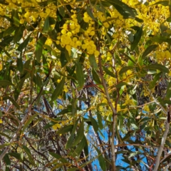 Acacia rubida (Red-stemmed Wattle, Red-leaved Wattle) at Red Hill Nature Reserve - 21 Aug 2021 by CCMB