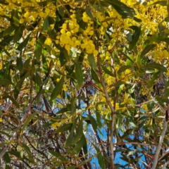 Acacia rubida (Red-stemmed Wattle, Red-leaved Wattle) at Symonston, ACT - 22 Aug 2021 by CCMB