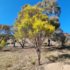 Acacia rubida at Symonston, ACT - 22 Aug 2021