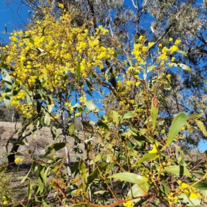 Acacia rubida at Symonston, ACT - 22 Aug 2021 09:36 AM