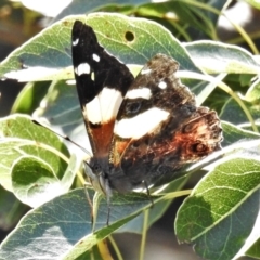 Vanessa itea (Yellow Admiral) at Urambi Hills - 16 Sep 2021 by JohnBundock