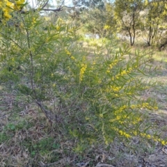 Acacia lanigera var. lanigera (Woolly Wattle, Hairy Wattle) at Mount Mugga Mugga - 16 Sep 2021 by Mike