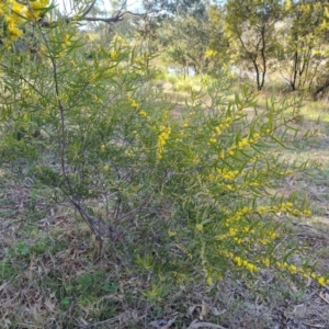 Acacia lanigera var. lanigera at O'Malley, ACT - 16 Sep 2021