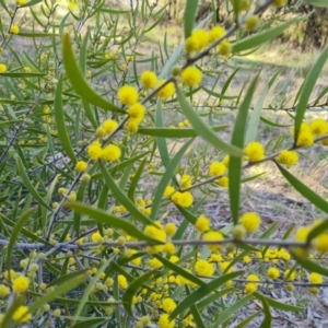 Acacia lanigera var. lanigera at O'Malley, ACT - 16 Sep 2021