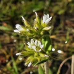 Cerastium glomeratum (Sticky Mouse-ear Chickweed) at Greenway, ACT - 16 Sep 2021 by JohnBundock