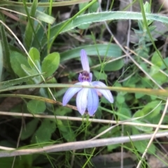 Cyanicula caerulea (Blue Fingers, Blue Fairies) at Black Mountain - 15 Sep 2021 by JohnB