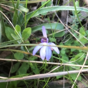 Cyanicula caerulea at Downer, ACT - suppressed