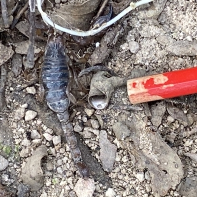 Urodacus manicatus (Black Rock Scorpion) at Wanniassa Hill - 16 Sep 2021 by RAllen