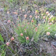 Leucochrysum albicans subsp. tricolor (Hoary Sunray) at O'Malley, ACT - 16 Sep 2021 by Mike