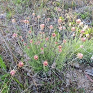 Leucochrysum albicans subsp. tricolor at O'Malley, ACT - 16 Sep 2021