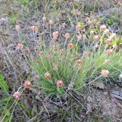 Leucochrysum albicans subsp. tricolor (Hoary Sunray) at Mount Mugga Mugga - 16 Sep 2021 by Mike