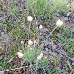 Leucochrysum albicans subsp. tricolor at O'Malley, ACT - 16 Sep 2021 03:54 PM