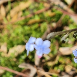 Cynoglossum australe at Symonston, ACT - 16 Sep 2021